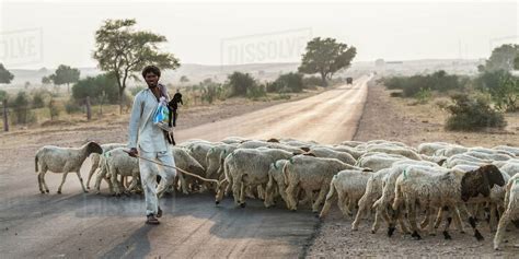 A Man Herding A Flock Of Sheep Across A Road Damodara Rajasthan