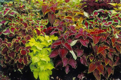 12 Outdoor Foliage Plants For Beauty Beyond Flowers
