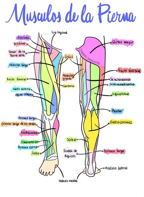 Músculos De La Pierna Anatomía Médica Anatomía Anatomia Y