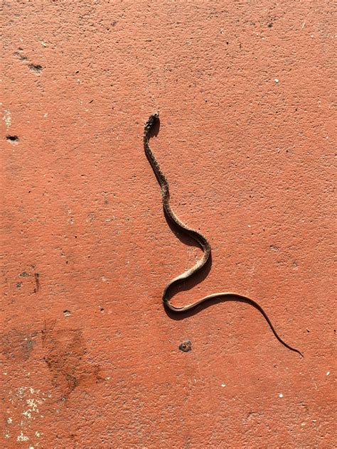 To know more the details of this snake and their babies, take a look in the facts below! Living Alongside Wildlife: This Week's Snake ...