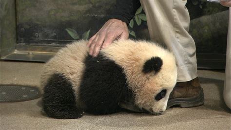 Cute Bears 1080p Pandas Panda Baer Baby Hd Wallpaper