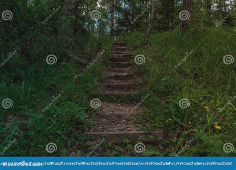 Dark Stairs In The Middle Of Forest Going Up With Trees Around Stock