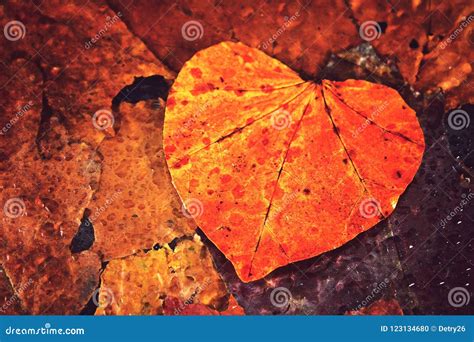 Yellow Autumn Leaf In The Shape Of A Heart On The Background Of Other
