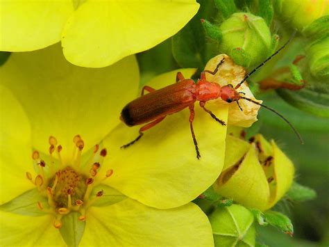 Common Red Soldier Beetle Rhagonycha © Kenneth Allen Cc By Sa20
