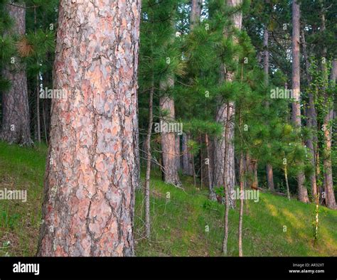 Red Pine Trees Pinus Resinosa Itaska State Park Minnesota Usa Stock