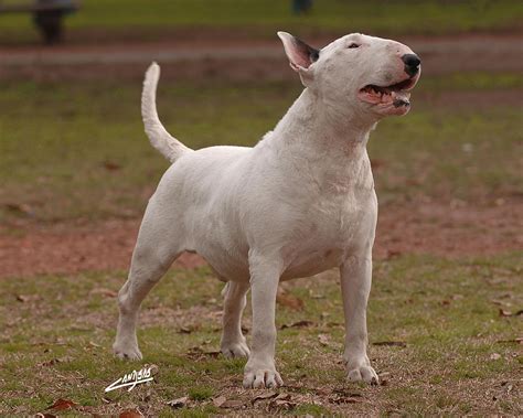 Bull Terrier Wallpapers Images Photos Pictures Backgrounds