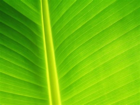 Banana Leaf Wallpaper For Desktop Maxipx