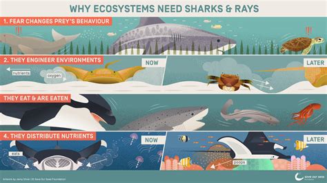 Why Ecosystems Need Sharks And Rays Save Our Seas Foundation