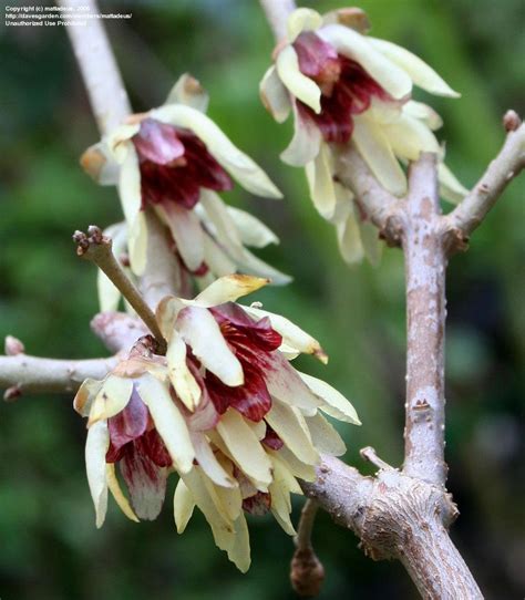 Plantfiles Pictures Fragrant Wintersweet Tree Chimonanthus Praecox