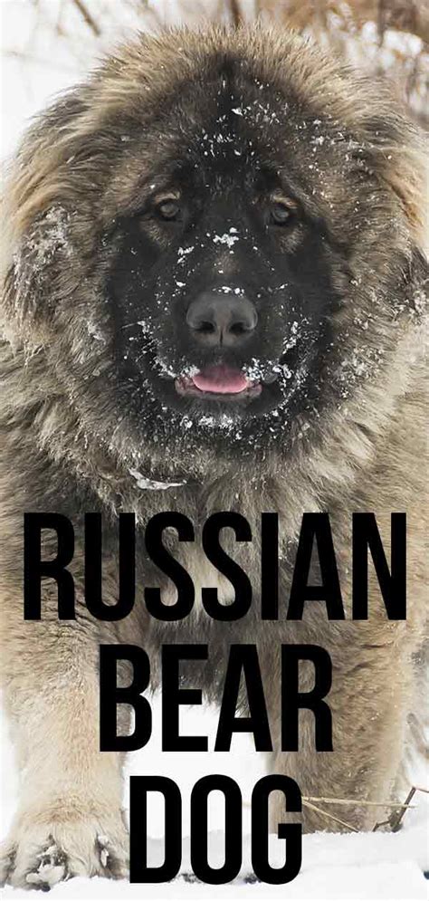 Russian Bear Dog Are You Really Ready For A Caucasian