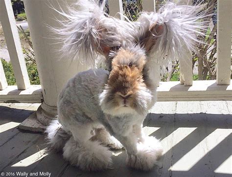 Adorable Angora Fluffy Rabbit Look Like A Living Doll