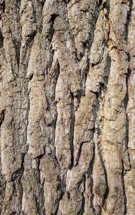 Oak Tree Bark In Close Up Stock Image Image Of Natural 111305675