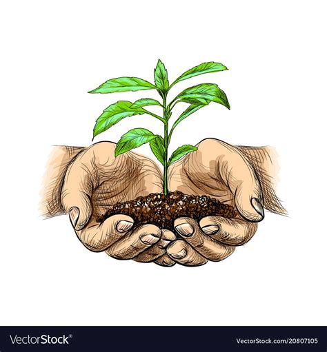 Young Plant With Ground In Hands Royalty Free Vector Image Terra