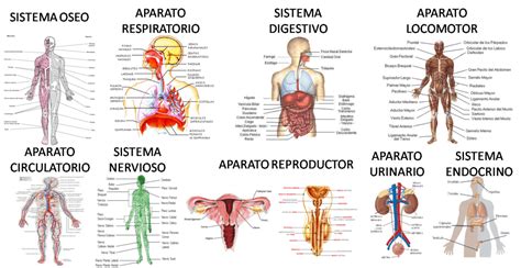 Regresar a la posición anatómica una parte que se. Los Sistemas del Cuerpo Humano y sus Funciones Vitales
