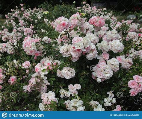 Beautiful Pink Roses Flowers At Park Garden Stock Image Image Of