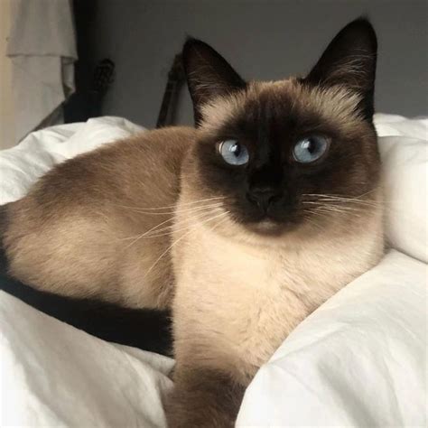 14 Amazing Facts About Siamese Cats Petpress Siamese Cats Facts