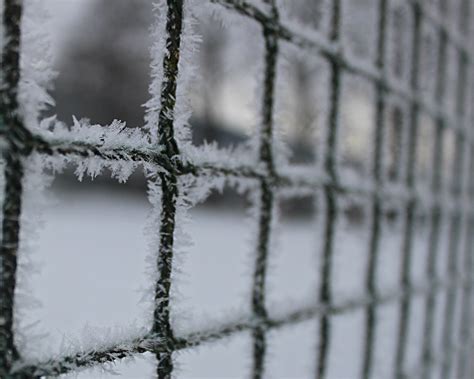 Free Images Tree Branch Snow Winter Fence Black And White Frost