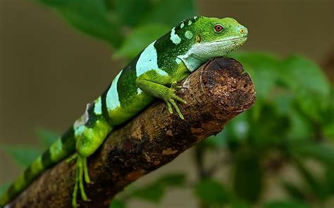 Fiji Island Banded Iguanas The Perfect Pet Lizard Biobubblepets