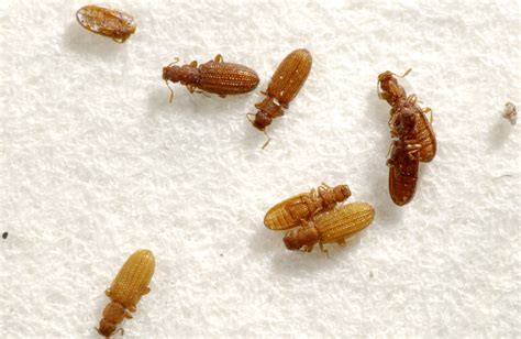 15 Bugs That Arent Bed Bugs