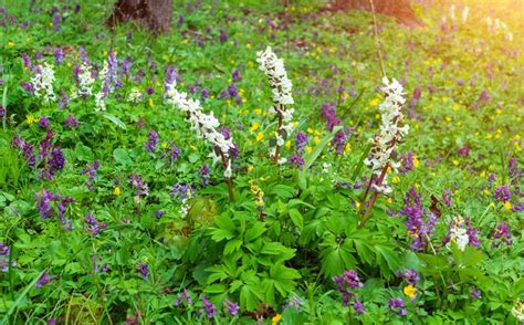 Corydalis Solida White And Purple Flowers Of Hollowroot At Wild Usually