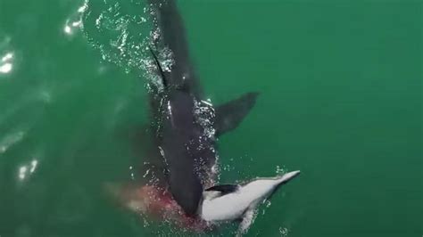 Sharks Feasting On Dolphin Carcass Captured In Rare Drone Footage