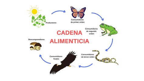 Mediante Un Dibujo Explica De Qu Forma Se Pueden Relacionar Los Organismos Productores