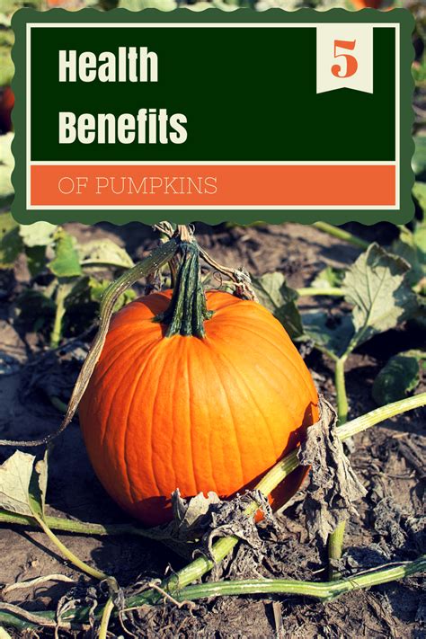Infographic 5 Health Benefits Of Pumpkins Health Enews