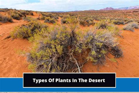 13 Different Types Of Plants In The Desert With Photos