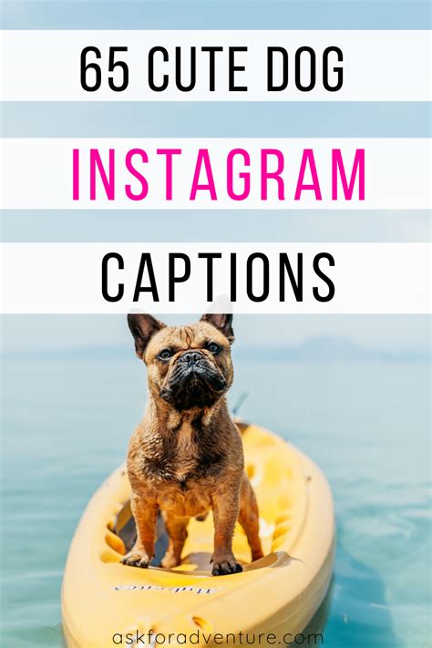 121 Best Dog Instagram Captions For The Perfect Post Artofit