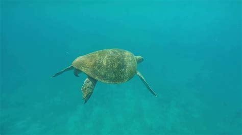 Swimming With Sea Turtles At Little Liuqiu Island Taiwan Youtube