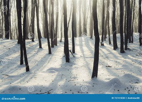 Enchanted Winter Forest Stock Photo Image Of Card Tale 72741838