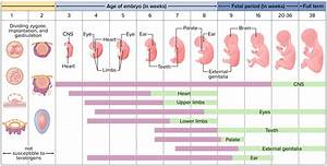 Prenatal And Postnatal Physiology Of The Neonate Concise Medical