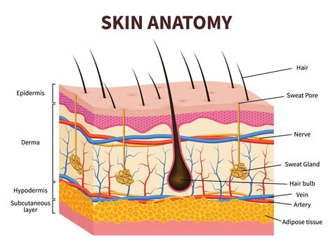 Anatomy Of The Skin Diagram