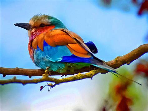 Colourful Bird Birds Photo 40741713 Fanpop