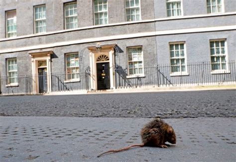 London Rat Boom As Sightings Up By 78 During Lockdown Metro News