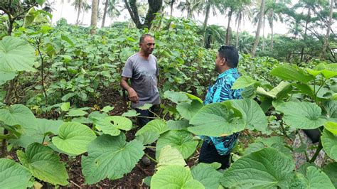Cdp Partners With Fiji Kava For Trial Delivery Fbc News