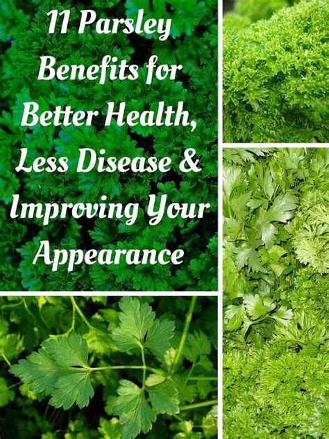 11 Potent Parsley Benefits For Good Health Better Skin And Less Disease