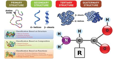 Proteins Definition Properties Structure Classification Functions