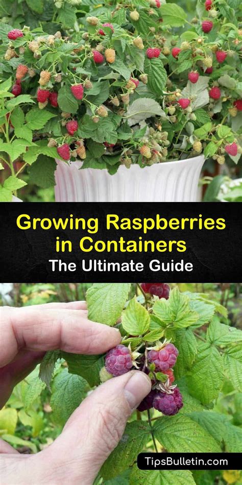 Growing Raspberries In Containers The Ultimate Guide In 2023