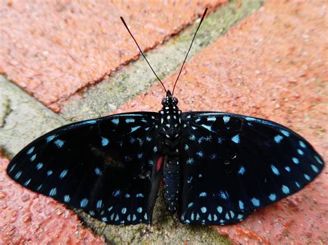 Hamadryas Laodamia Queen Cracker Butterfly Starry Night Flickr