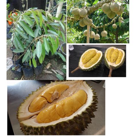 Durian musang king durian varietas musangking sebenarnya adalah durian raja kunyit (durian ziberthinus linn), durian ini varietas benih unggulan seperti durian bawor, musang king, oche, pelangi, merah, dan lainya, informasi pemesanan benih/bibit call/wa 081226383178. Jual Bibit Durian Musang King - Agro Bibit Tanaman