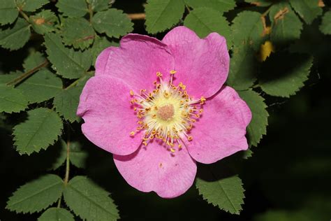 Rosa Acicularis Common Wild Rose Bob Heirman Wildlife Pr Flickr