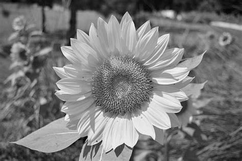 The black and white clipart would be fun to color. Best Black And White Sunflower Backgrounds Stock Photos, Pictures & Royalty-Free Images - iStock