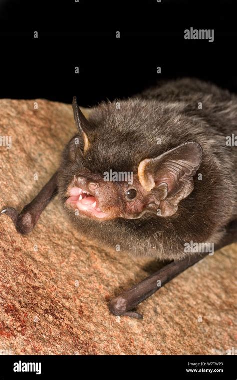 Silver Haired Bat Hi Res Stock Photography And Images Alamy