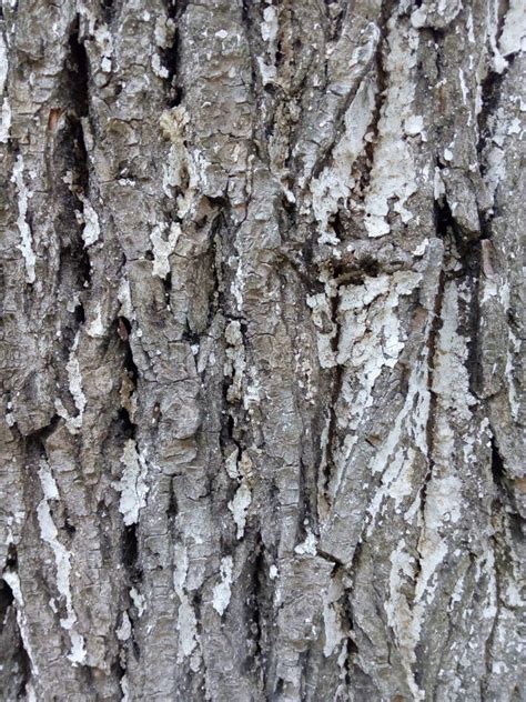 The Bark Of White Washed Poplar Close Up Texture Stock Photo Image Of