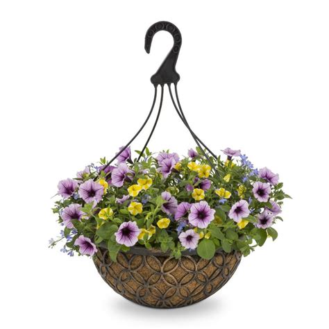 Shop Proven Winners 3 Gallon Multicolor Combo In Hanging Basket At