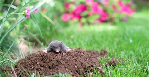 Whats A Baby Mole Called And 4 More Amazing Facts A Z Animals