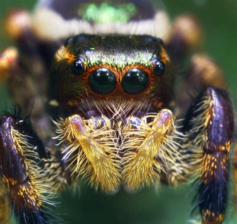 Unknown Colorful Jumping Spider Flickr Photo Sharing