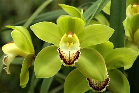 Green Cymbidium Orchids Orchids In Bulk