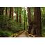 Experience Natures Cathedral In Muir Woods